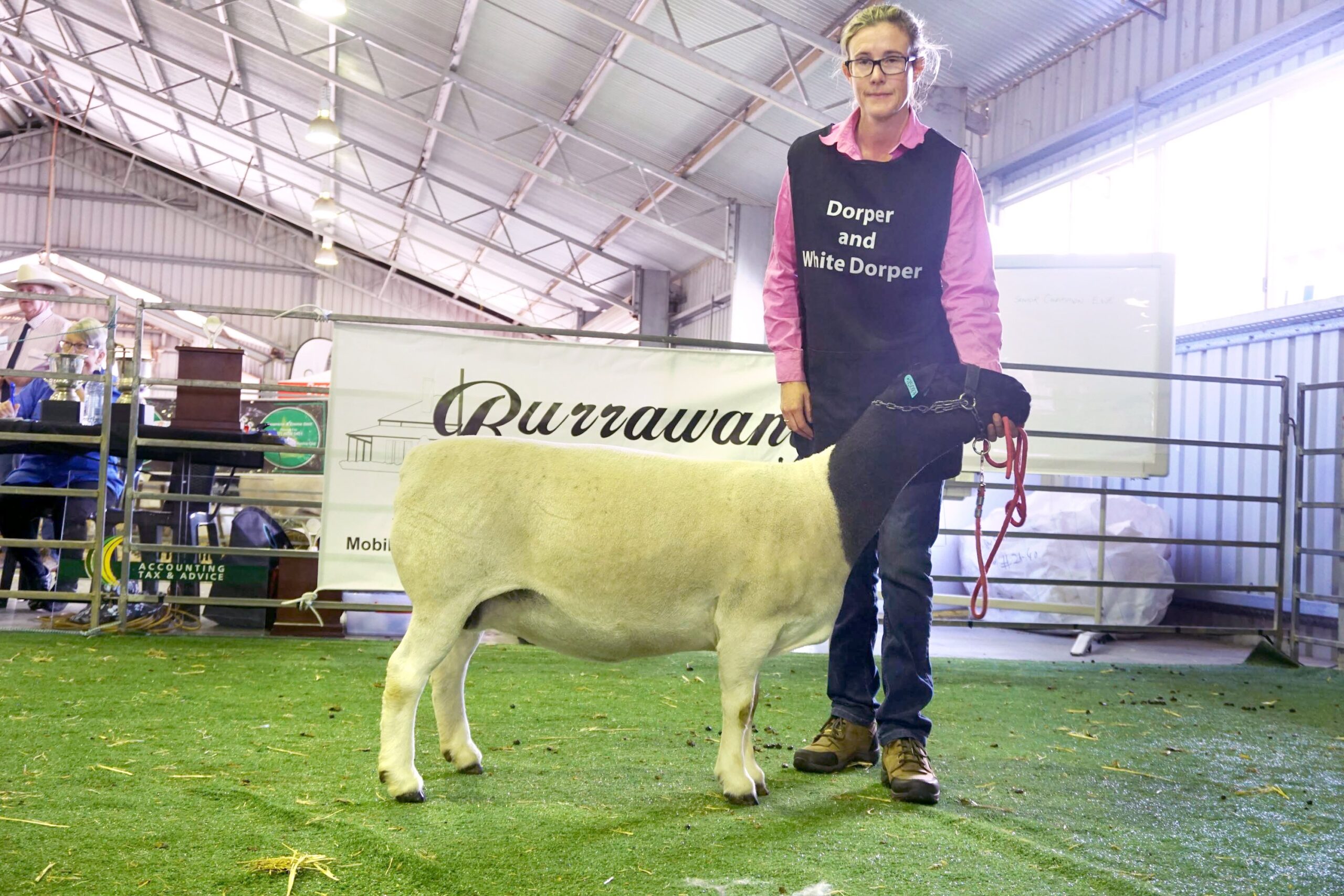 Dorper Sheep Society Australia Photos Category 2018 DSSA National Show