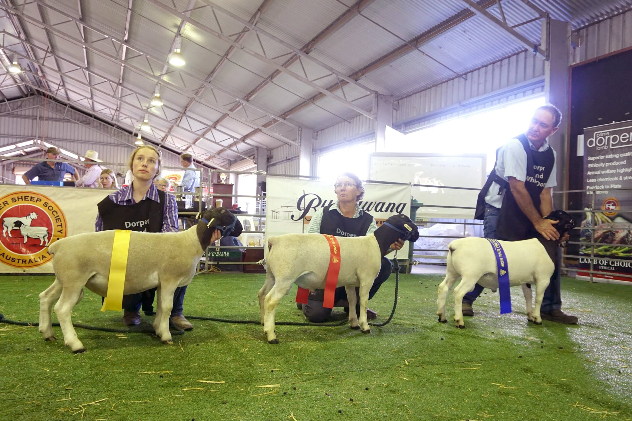 Dorper Sheep Society Australia Group