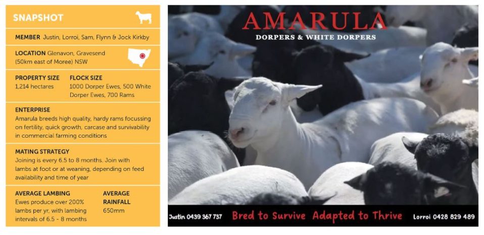 Dorper Sheep Society Australia Amarula