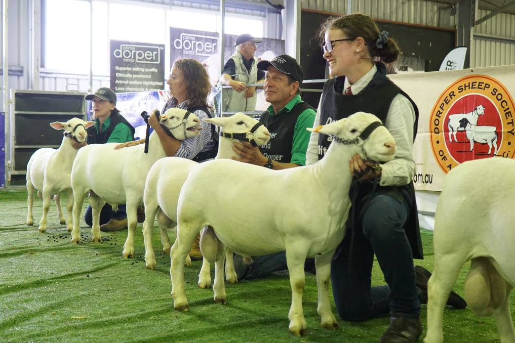 Dorper Sheep Society Australia – Online show a first for Dorper breeders