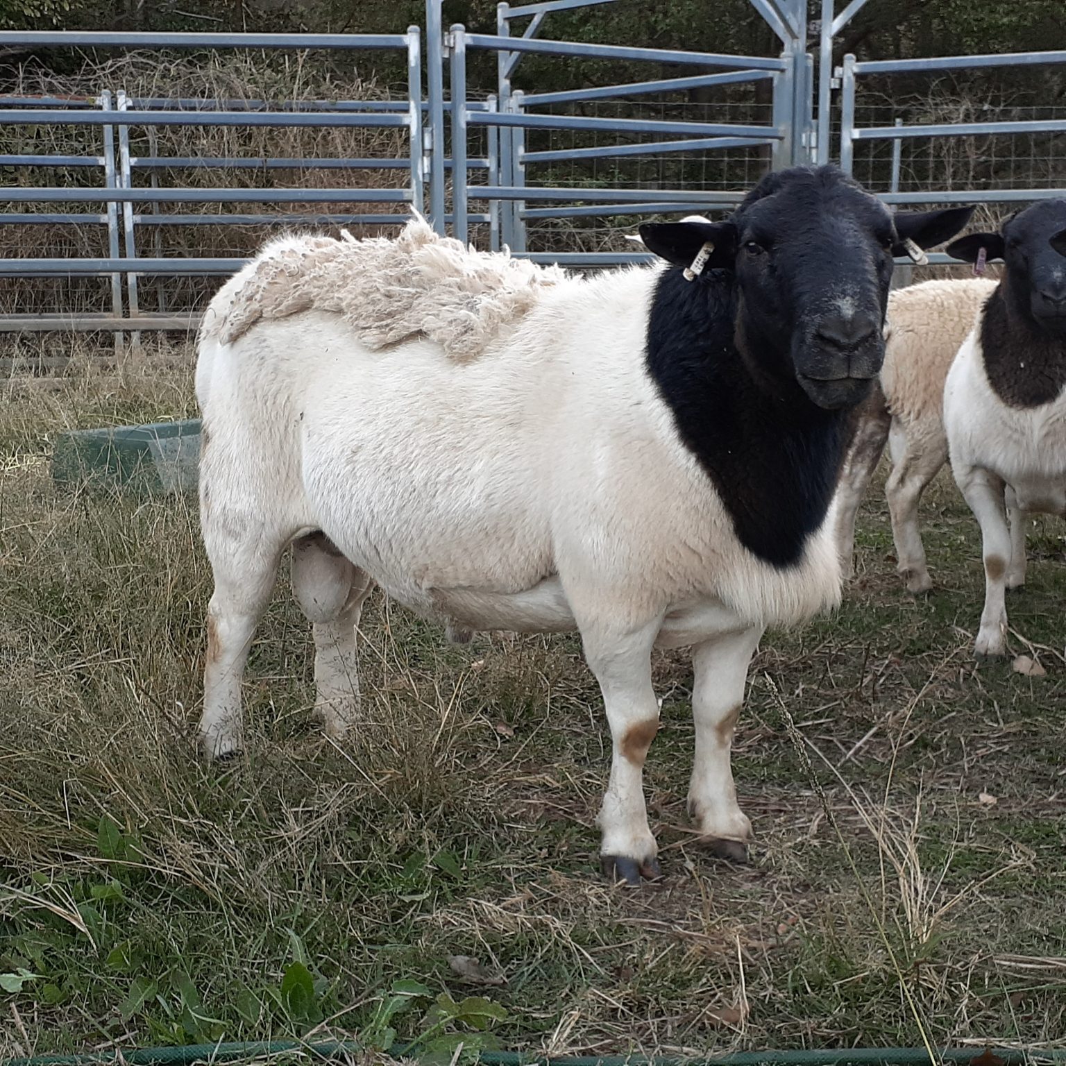 Dorper Sheep Society Australia – Sheep For Sale