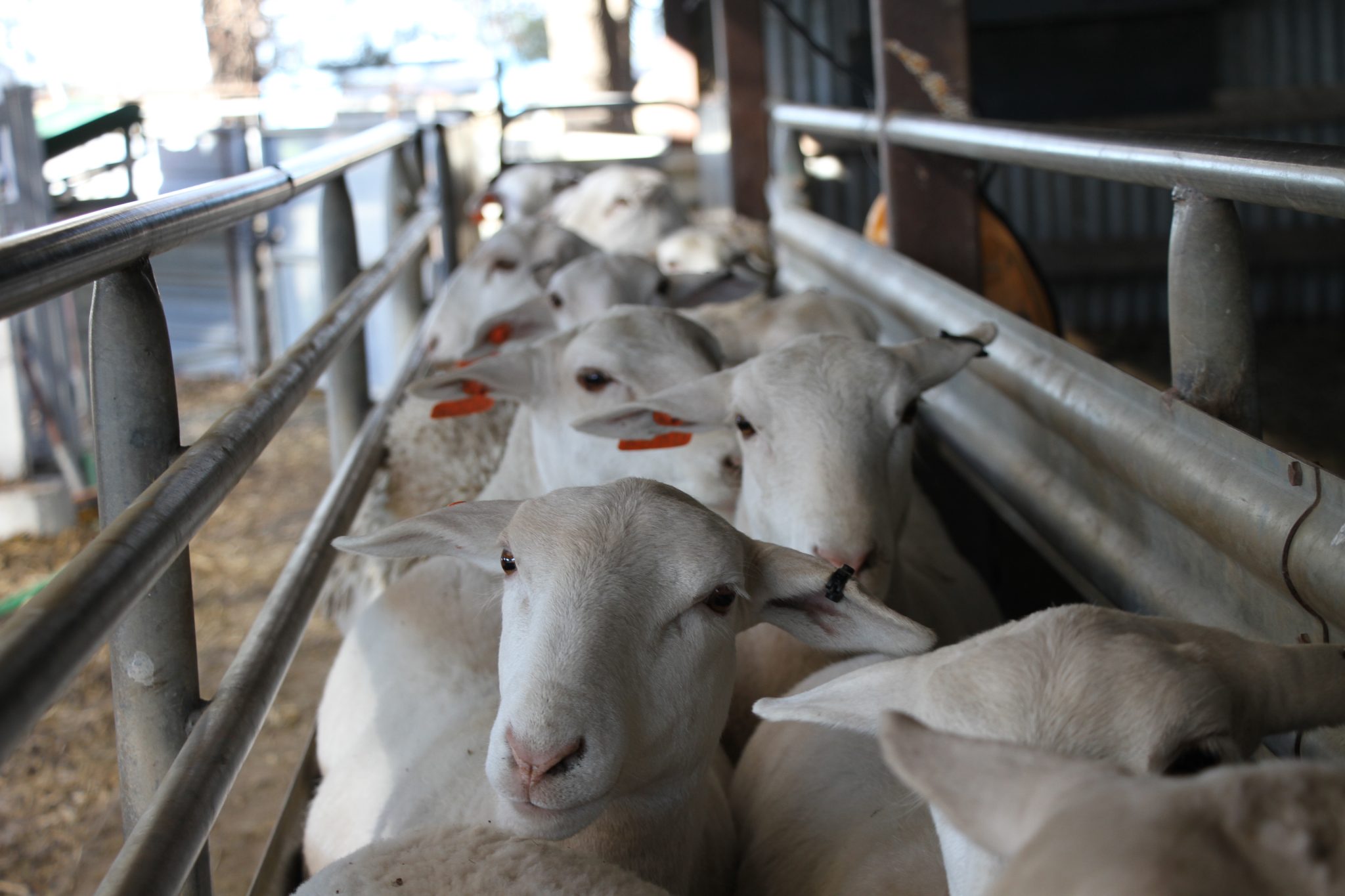 Dorper Sheep Society Australia Dorpers Dominate National Meat Sheep